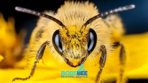 Bobs Bee Removal Melbourne
