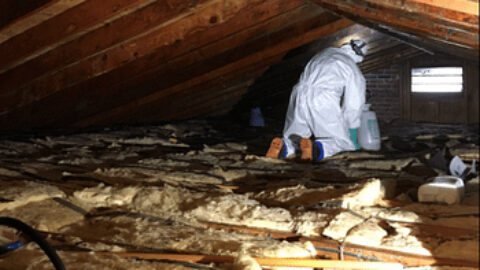 Experts in Mold Removal Toronto – Absolute Mold Remediation Ltd.